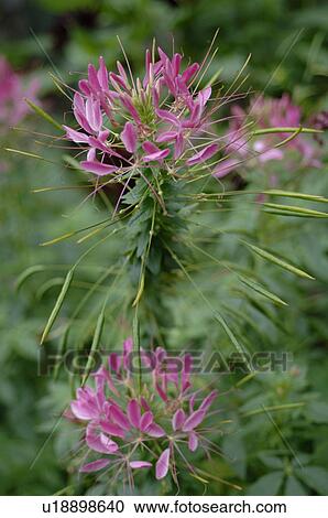 Stock Image - Blooming flower. Fotosearch