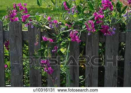 Stock Image - Blooming flowers at garden fence. Fotosearch