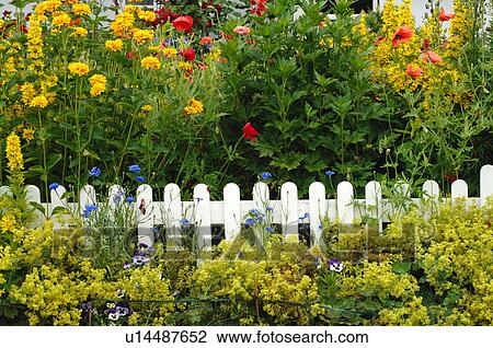 Blooming flowers at garden fence View Large Photo Image Stock Image - Blooming flowers at garden fence. Fotosearch