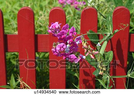 Blooming flowers at garden fence View Large Photo Image Stock Image - Blooming flowers at garden fence. Fotosearch