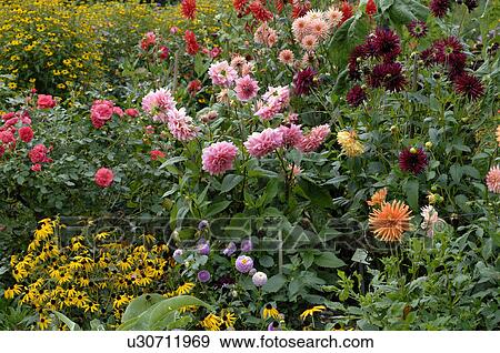 Blooming flowers in a cottage garden View Large Photo Image Stock Photo - Blooming flowers in a cottage garden. Fotosearch