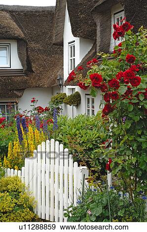 Stock Photo - Blooming flowers in front garden. Fotosearch