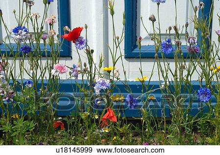 Stock Photo - Blooming flowers in front garden. Fotosearch