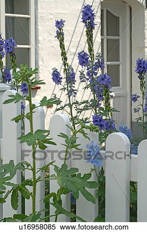 Blooming flowers in front garden View Large Photo Image Stock Photography - Blooming flowers in front garden. Fotosearch