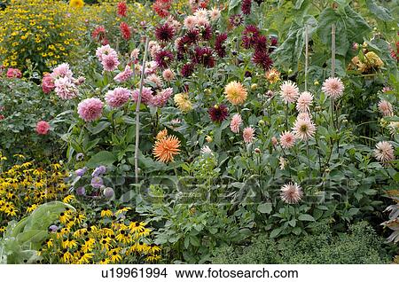 Picture - Blooming flowers in garden. Fotosearch