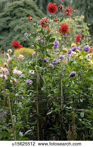 Stock Image - Blooming flowers in garden. Fotosearch