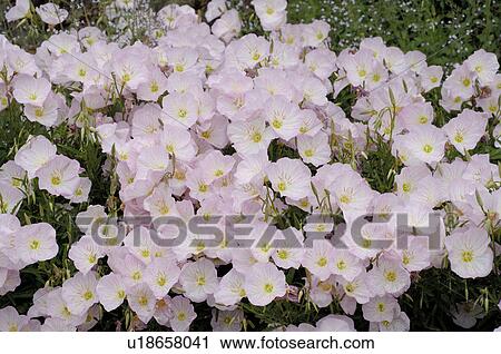 Blooming flowers in garden View Large Photo Image Stock Image - Blooming flowers in garden. Fotosearch