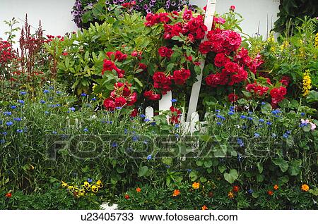 Blooming flowers in garden View Large Photo Image Stock Image - Blooming flowers in garden. Fotosearch