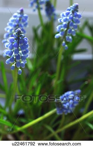 Stock Image - Blooming grape hyacinth. Fotosearch