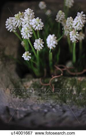 Stock Photo - Blooming grape hyacinth. Fotosearch
