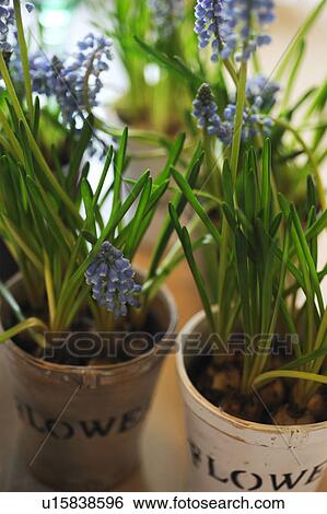 Stock Photograph - Blooming grape hyacinth. Fotosearch