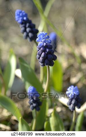 Stock Photo - Blooming grape hyacinths. Fotosearch