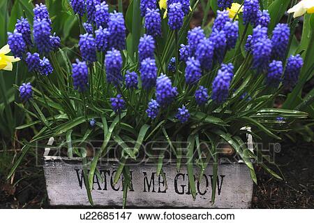 Blooming grape hyacinths View Large Photo Image Stock Photo - Blooming grape hyacinths. Fotosearch
