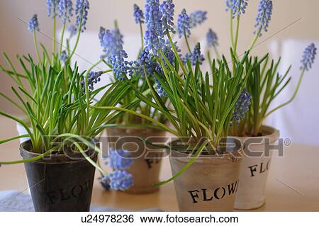 Blooming grape hyacinths View Large Photo Image Stock Photograph - Blooming grape hyacinths. Fotosearch