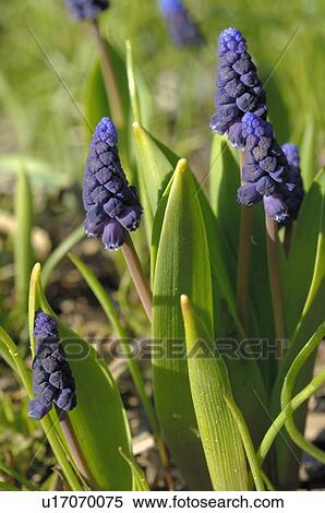 Stock Photography - Blooming grape hyacinths. Fotosearch