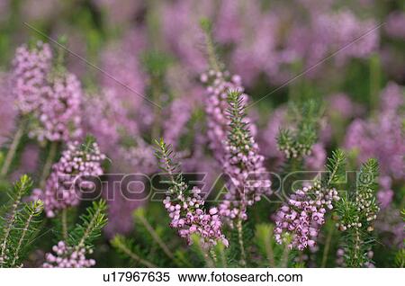 Stock Photography - Blooming heaths. Fotosearch