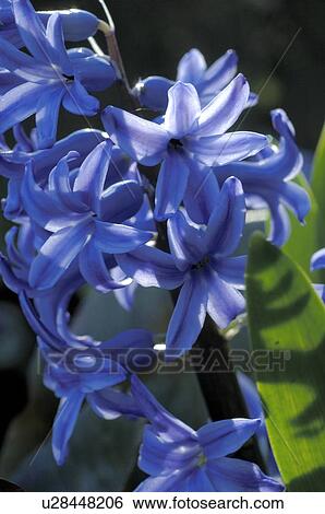 Stock Photograph - Blooming hyacinth. Fotosearch