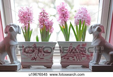 Blooming hyacinths and dog figurines in windowsill View Large Photo Image Stock Photography - Blooming hyacinths and dog figurines in windowsill. Fotosearch