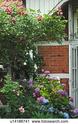 Stock Image - Blooming Hydrangea at country house. Fotosearch