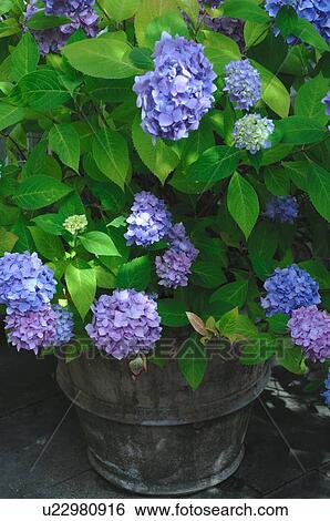 Stock Photograph - Blooming Hydrangea in flowerpot. Fotosearch