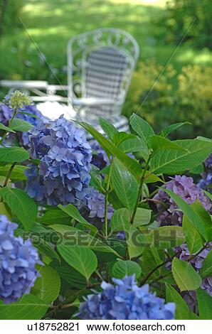 Blooming Hydrangea in garden View Large Photo Image Stock Image - Blooming Hydrangea in garden. Fotosearch