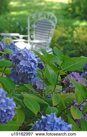 Stock Photo - Blooming Hydrangea in garden. Fotosearch