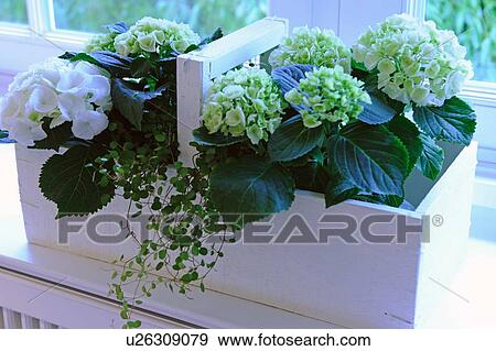 Blooming Hydrangea on windowsill View Large Photo Image Stock Photo - Blooming Hydrangea on windowsill. Fotosearch