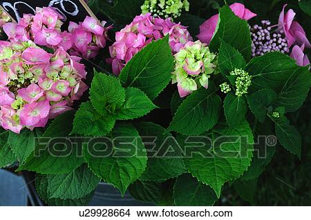 Picture - Blooming Hydrangea. Fotosearch