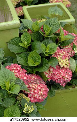 Blooming Hydrangea View Large Photo Image Stock Image - Blooming Hydrangea. Fotosearch