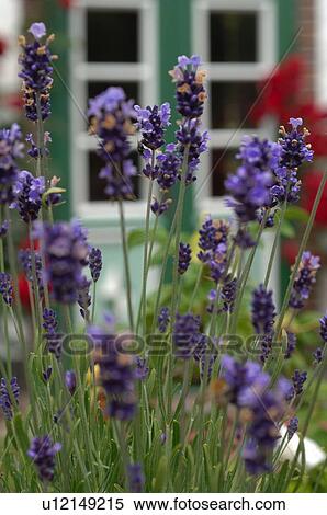 Blooming lavender in front of a country house View Large Photo Image Stock Photography - Blooming lavender in front of a country house. Fotosearch