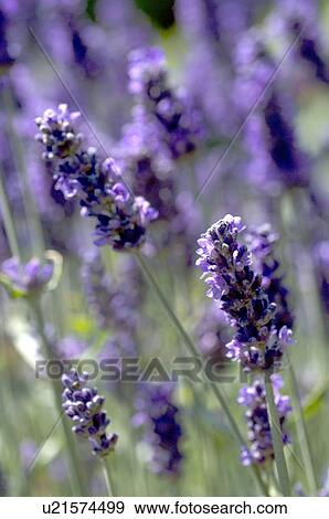 Blooming lavender View Large Photo Image Stock Photo - Blooming lavender. Fotosearch