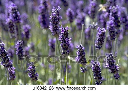 Blooming lavender View Large Photo Image Stock Photograph - Blooming lavender. Fotosearch