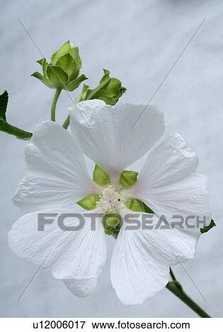 Stock Photo - Blooming Mallow. Fotosearch