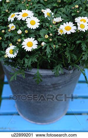 Stock Image - Blooming marguerites in bucket. Fotosearch