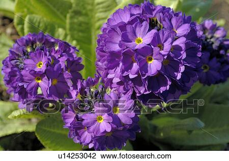 Blooming primroses View Large Photo Image Stock Image - Blooming primroses. Fotosearch