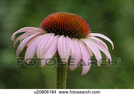 Blooming purple cornflower View Large Photo Image Picture - Blooming purple cornflower. Fotosearch