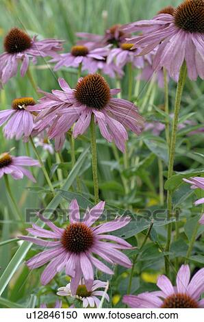 Stock Image - Blooming purple cornflower. Fotosearch