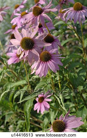 Stock Image - Blooming purple cornflower. Fotosearch