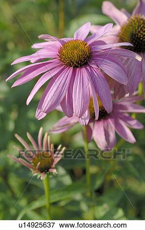 Blooming purple cornflower View Large Photo Image Stock Photo - Blooming purple cornflower. Fotosearch