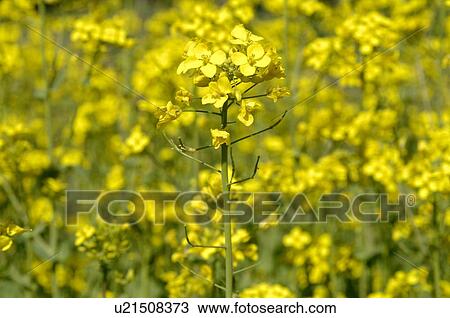 Blooming rape field View Large Photo Image Stock Image - Blooming rape field. Fotosearch