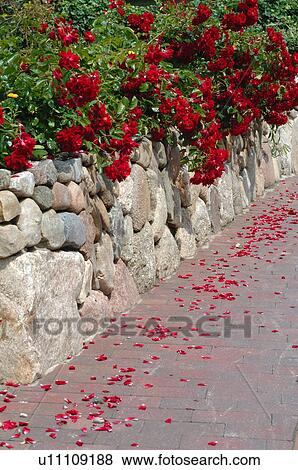Stock Photo - Blooming red flowers at stone wall. Fotosearch