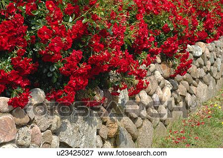 Blooming red flowers at stone wall View Large Photo Image Stock Photo - Blooming red flowers at stone wall. Fotosearch