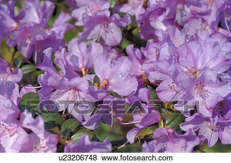Blooming Rhododendron View Large Photo Image Stock Photo - Blooming Rhododendron. Fotosearch