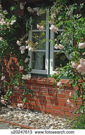 Blooming roses at window View Large Photo Image Stock Image - Blooming roses at window. Fotosearch