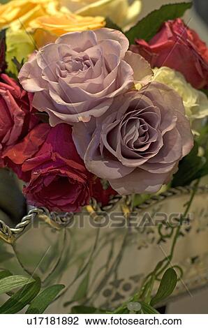 Stock Image - Blooming roses. Fotosearch