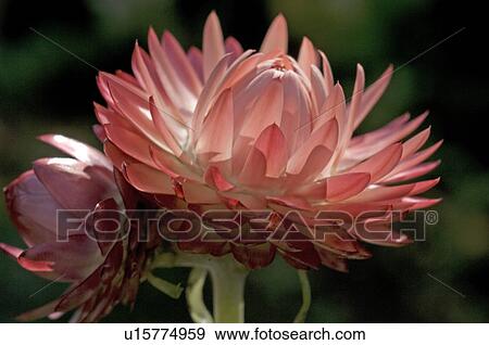 Blooming strawflower View Large Photo Image Stock Photo - Blooming strawflower. Fotosearch