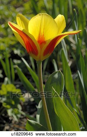 Stock Photography - Blooming tulip. Fotosearch