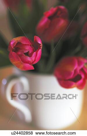 Stock Photo - Blooming tulips. Fotosearch