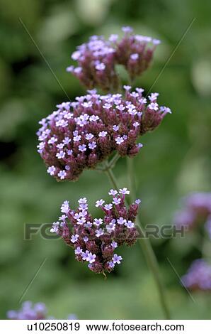 Stock Photo - Blooming Valeriana. Fotosearch