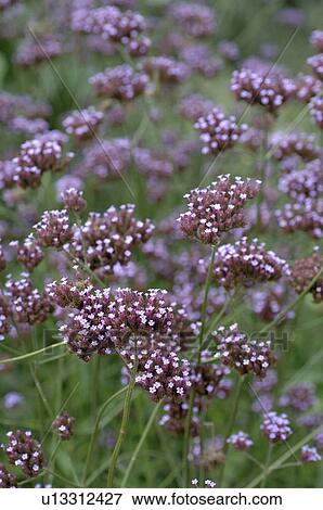 Blooming Valeriana View Large Photo Image Stock Photo - Blooming Valeriana. Fotosearch